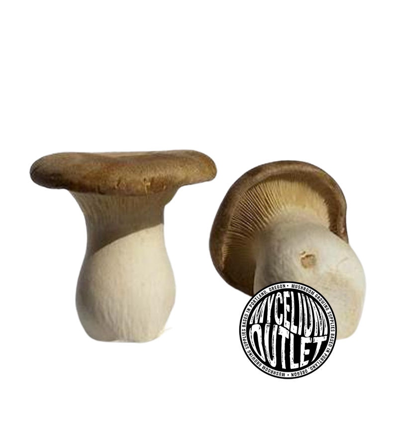 Liquid Mushroom Culture King Oyster