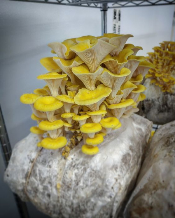 Do all-in-one mushroom grow bags pose a risk? Do all-in-one mushroom grow bags pose a risk?