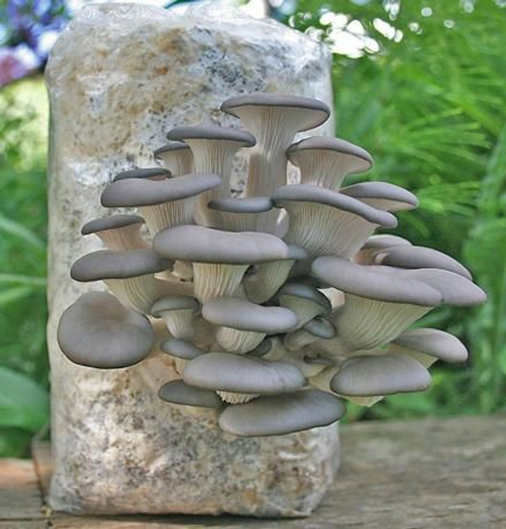 Bag It & Tag It: The Hipster's Guide to Growing Mushrooms with Grow Bags Bag It & Tag It: The Hipster's Guide to Growing Mushrooms with Grow Bags