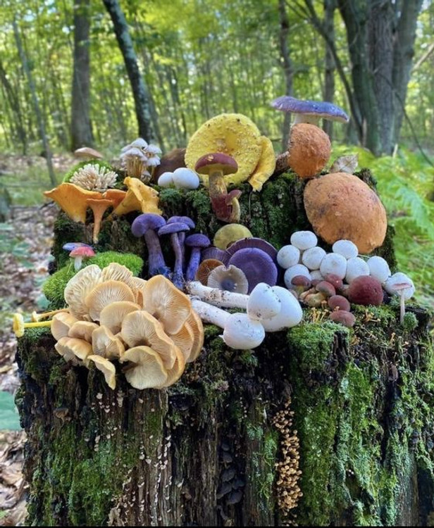 The Ultimate Guide to Mushroom Grow Kits: A Simple and Enjoyable Method for Cultivating Fungi at Home