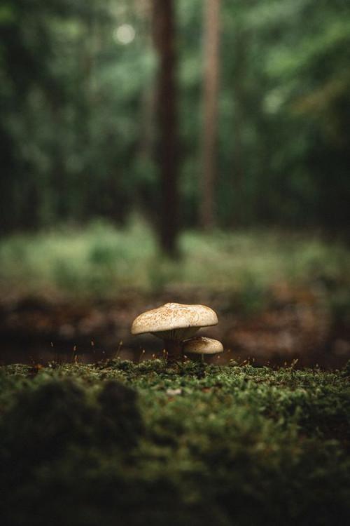 Six Steps to Mushroom Growing Six Steps to Mushroom Growing