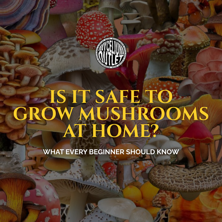 How to Grow Mushrooms at Home Safely: Best Practices + Common Mistakes How to Grow Mushrooms at Home Safely: Best Practices + Common Mistakes