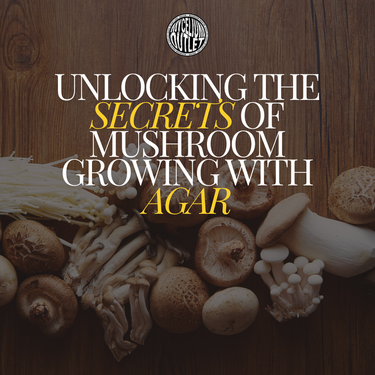 Mastering Mushroom Cultivation: The Essential Role of Agar in Your Growing Success Mastering Mushroom Cultivation: The Essential Role of Agar in Your Growing Success
