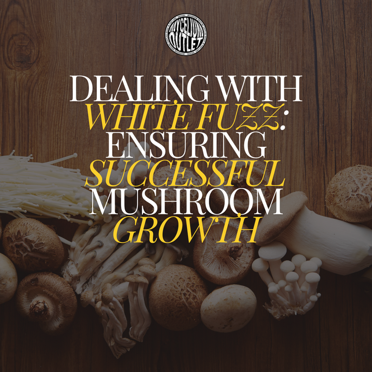 Dealing with White Fuzz: Ensuring Successful Mushroom Growth Dealing with White Fuzz: Ensuring Successful Mushroom Growth