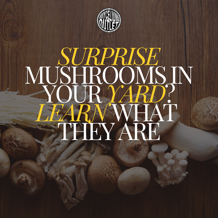 What Mushroom is Growing in My Yard? What Mushroom is Growing in My Yard?