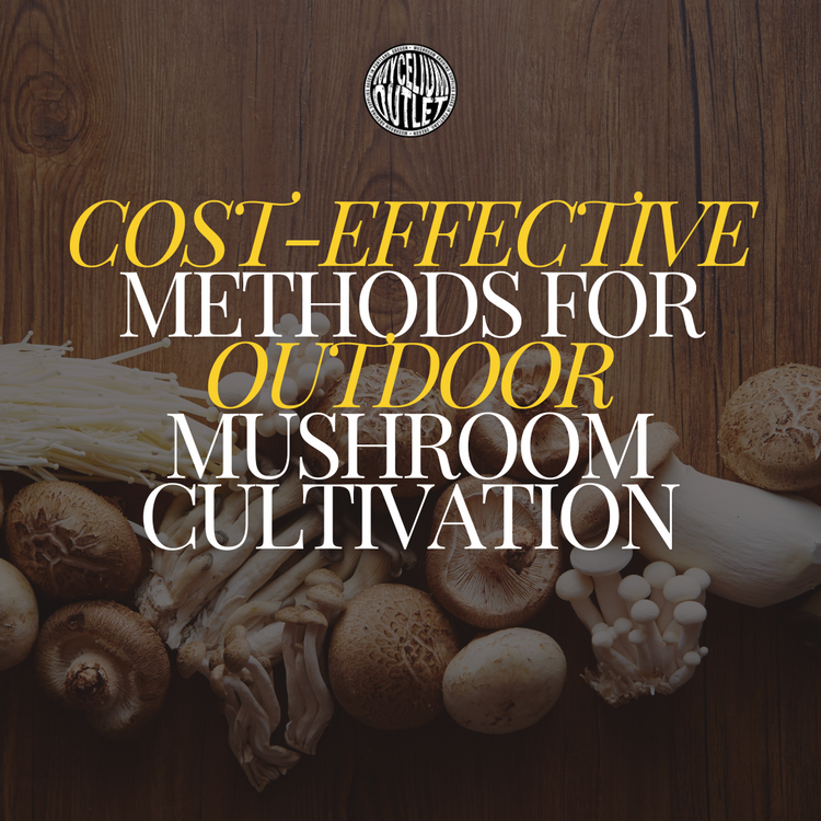 Grow Mushrooms Outside Without Breaking the Bank! Grow Mushrooms Outside Without Breaking the Bank!