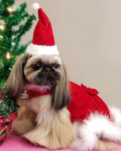 Shih Tzu Grooming DVD Shih Tzu Grooming DVD
