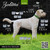 Godlen Doodle grooming length with 2FW, 3FW, 4FW wide blades