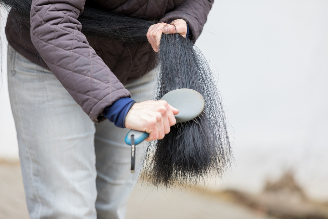 Person brushing a horse's tail