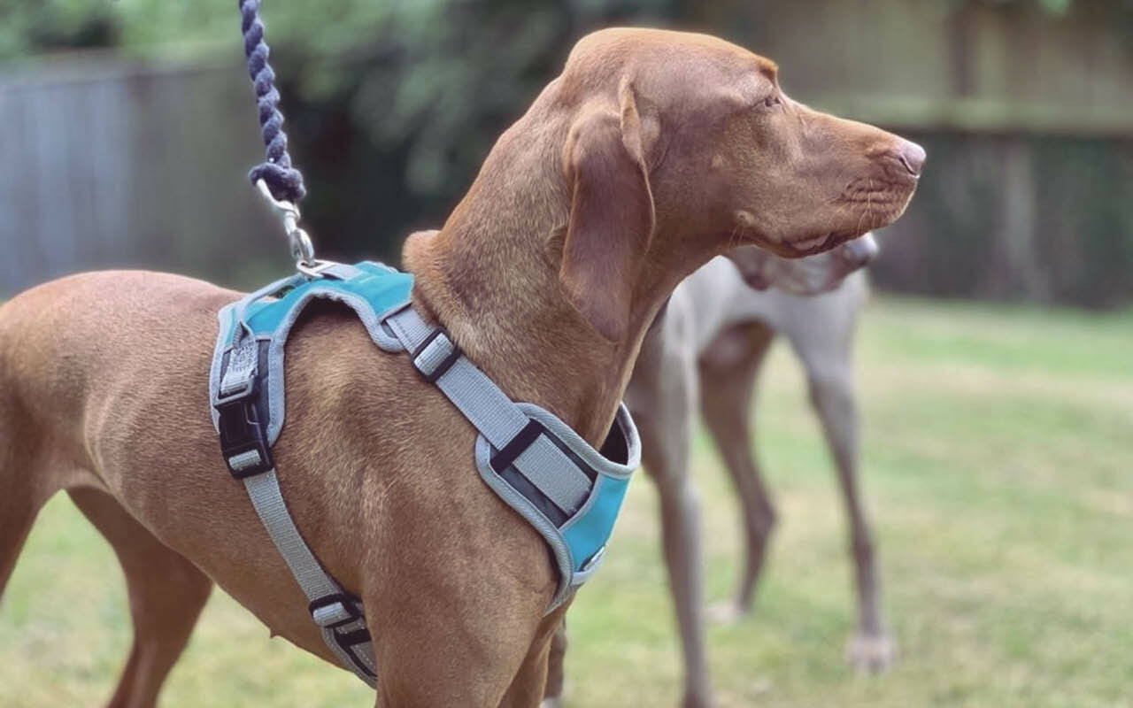 Collars, Leashes, and Harnesses for Dogs