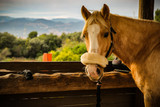 Beginner's Guide to Horse Grooming