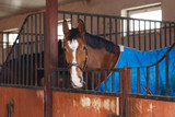 Guide To Buying Stable Rugs For Your Horse