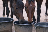 Like A Horse To Water – Horse Hydration Tips