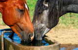 How to Manage Summer Heat For Your Horse
