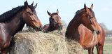 Eight Tips for Safe Herd Behavior in Turnout