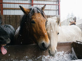 How To Keep Your Horse Warm Over Winter