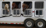 Horse Travel Health Tips