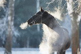 Caring For Your Horse in Winter