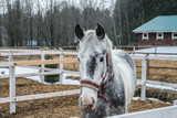 How to keep your yard and stable safe in winter