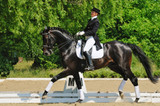 Compete in Style: Dressage Attire Tips for Ultimate Victory