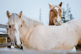 Cold Comfort - Feeding Your Horse in Winter