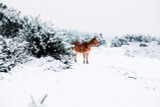 Winter Hoof Care