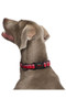 Halti Comfort Dog Collar in Red - lifestyle