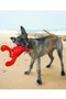 KONG Belly Flops Lobster Dog Toy