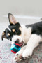 KONG Squeezz Action Ball Dog Toy - lifestyle