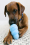 KONG Puppy Classic Dog Toy - lifestyle