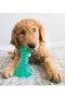 KONG Squeezz Dental Stick Dog Toy in Teal - lifestyle