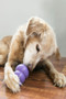 KONG Senior Dog Toy in Purple - lifestyle