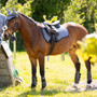 LeMieux Classique General Purpose Saddle Pad - Jay Blue - Lifestyle