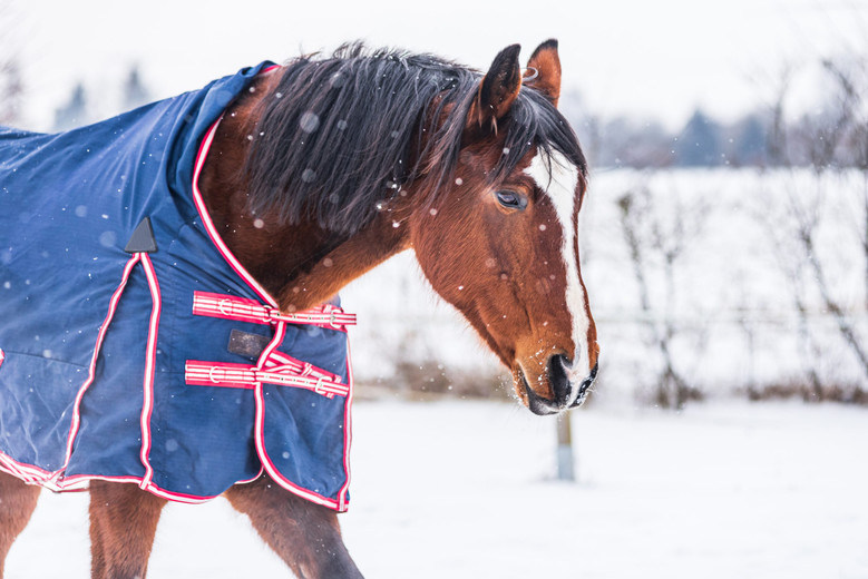 A Rider's Guide to the Different Types of Horse Blankets