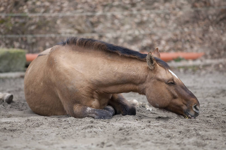 Colic In Horses - Causes, Symptoms & Prevention