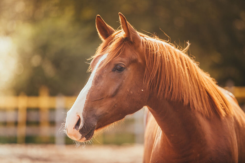 Caring For Your Horse In The Summer Months