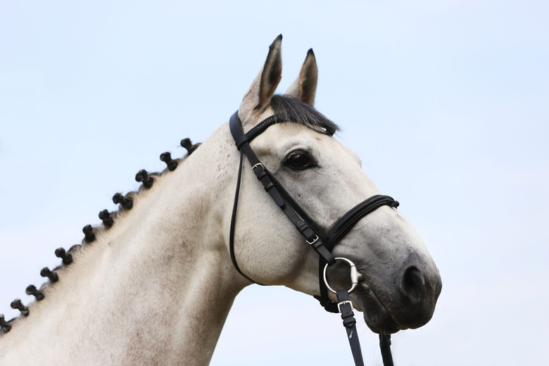 Horse Bridles: How to Buy the Perfect Bridle for Your Horse