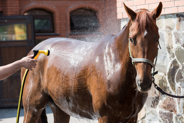 How to Take Care of a Horse: An Informative Guide