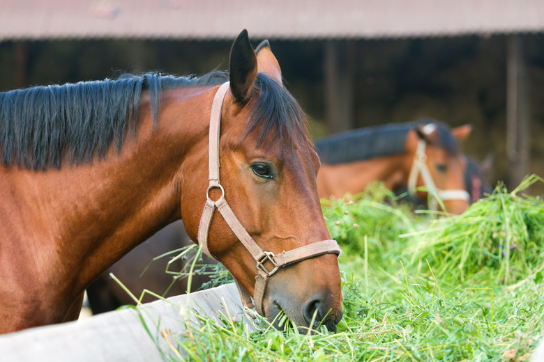 Nutrition: The Key to a Healthy Horse