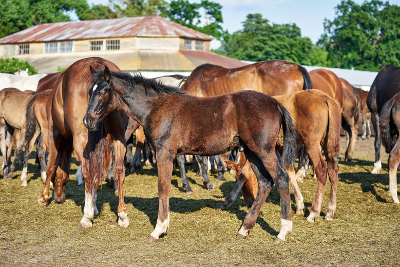 How to Fall Off a Horse & What to Do If It Happens – Farm House Tack