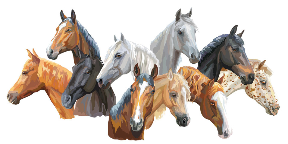 A Guide to Different Types of Horse Breeds