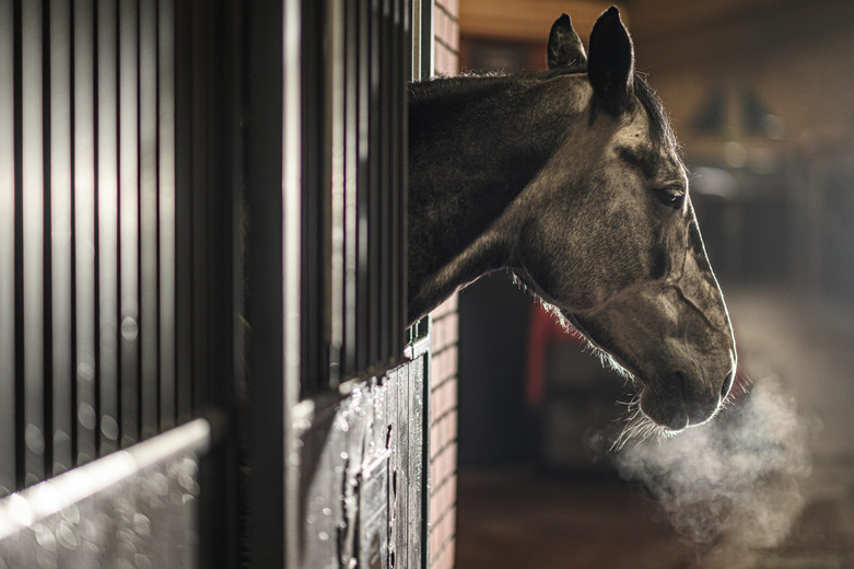 Healthy Stables for The Holidays