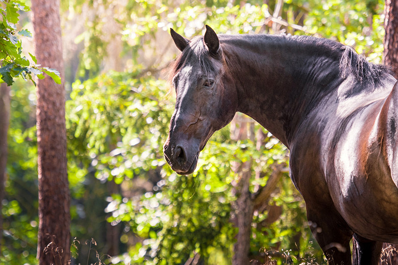 Sustainability and the Equestrian Industry