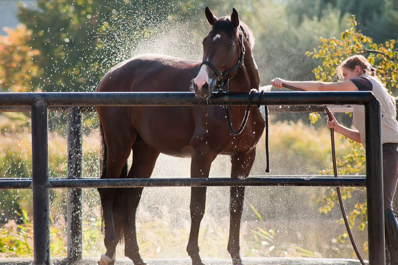 Warming Up and Cooling Down Your Horse