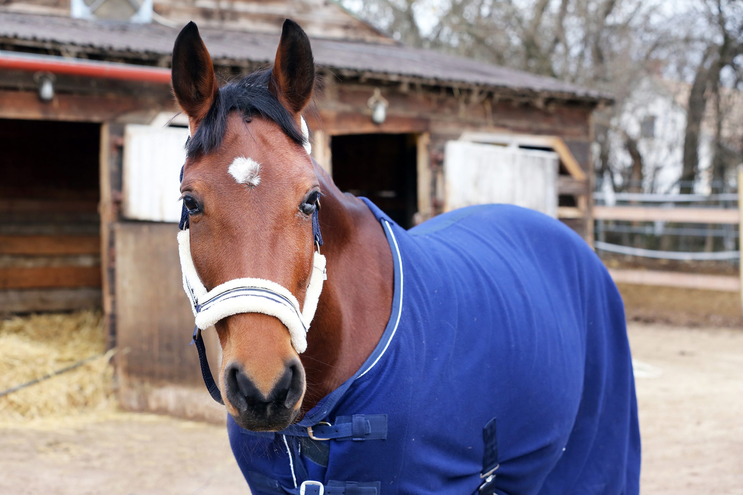 A Complete Guide to Therapy Blankets for Horses - Country & Stable