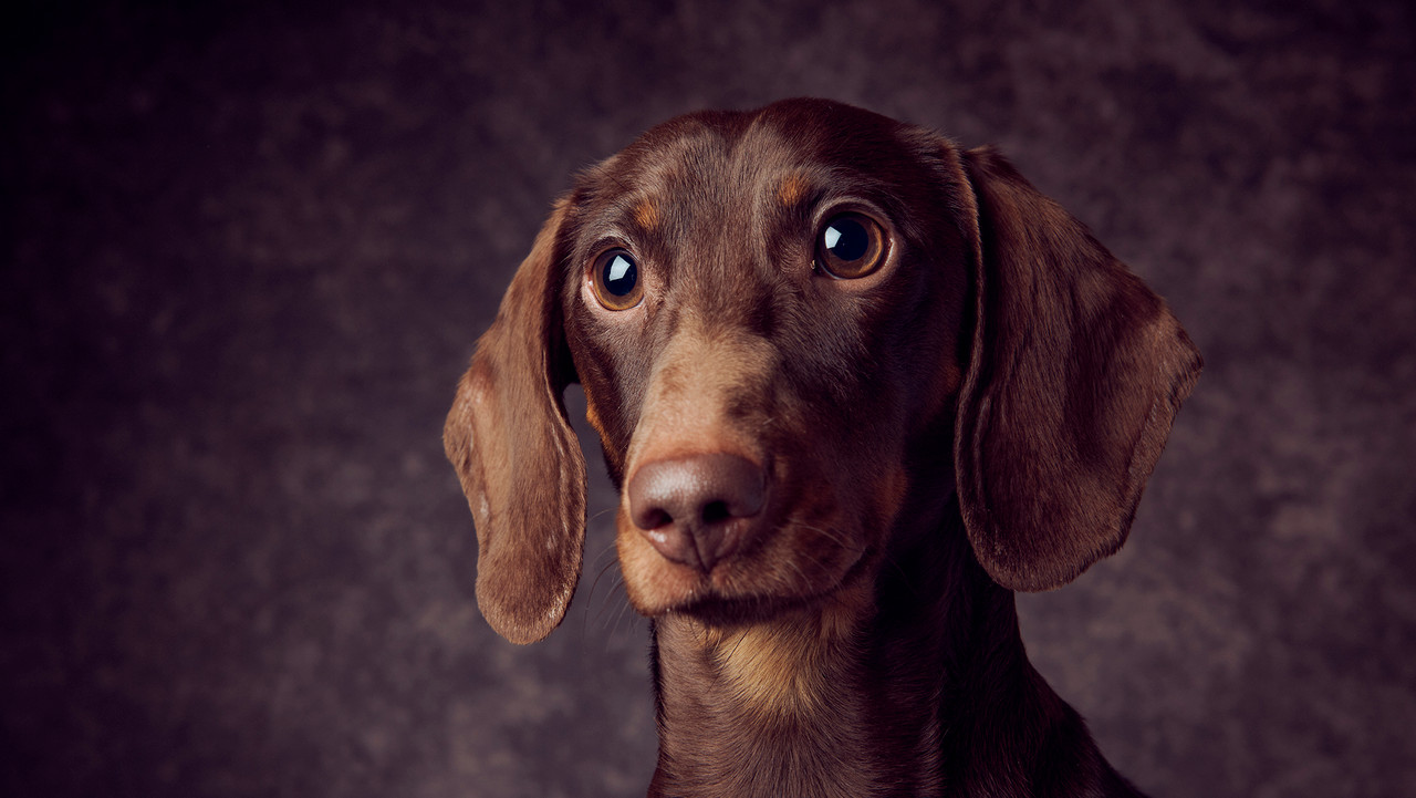 Pet Photo Shoot – Emotion Studios Dogs Cats Welcome