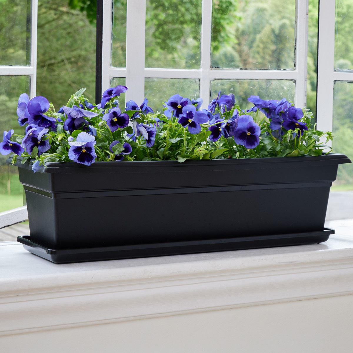 lowes hanging plants 4
