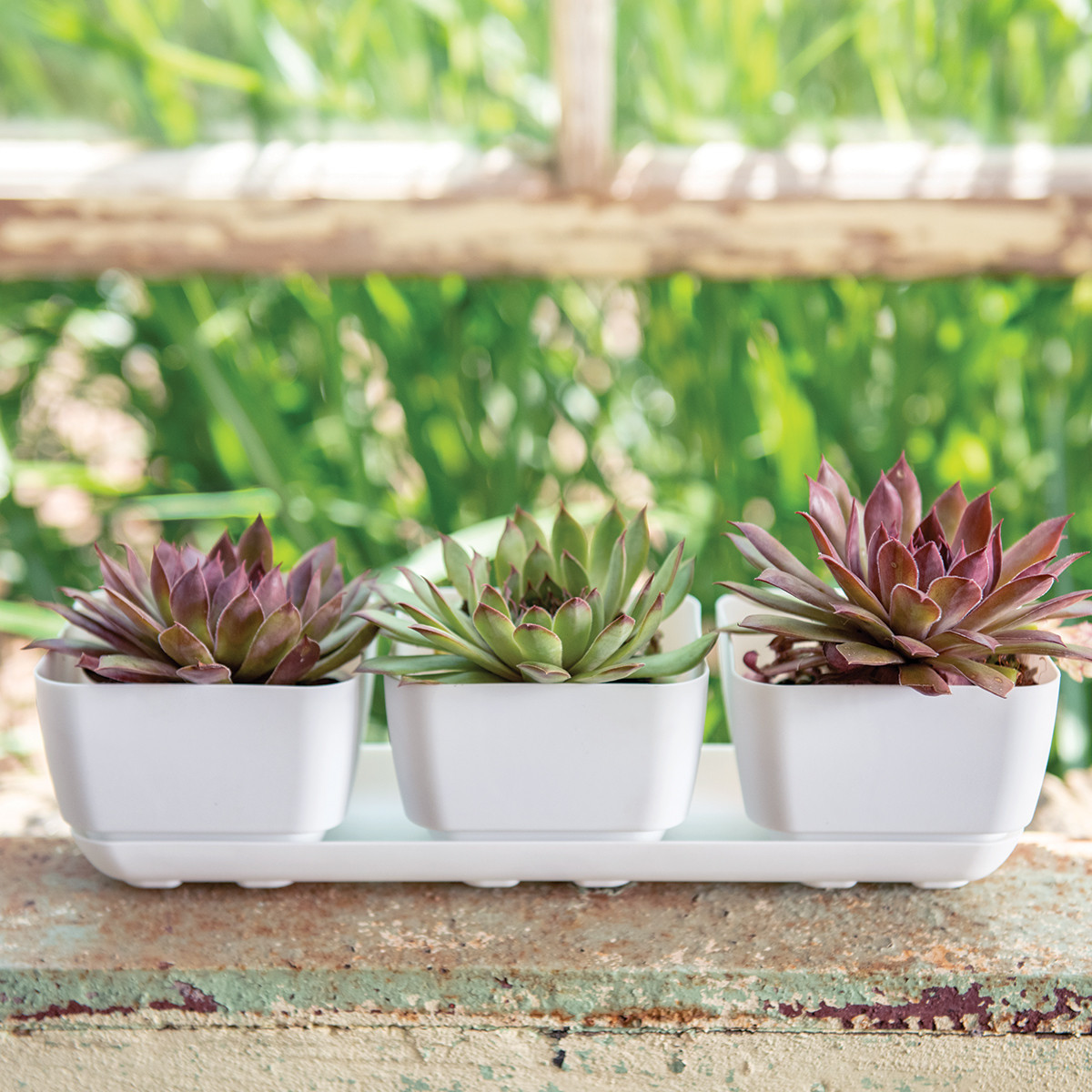 Herb Trio Planter | Decorative Planters | Root & Vessel