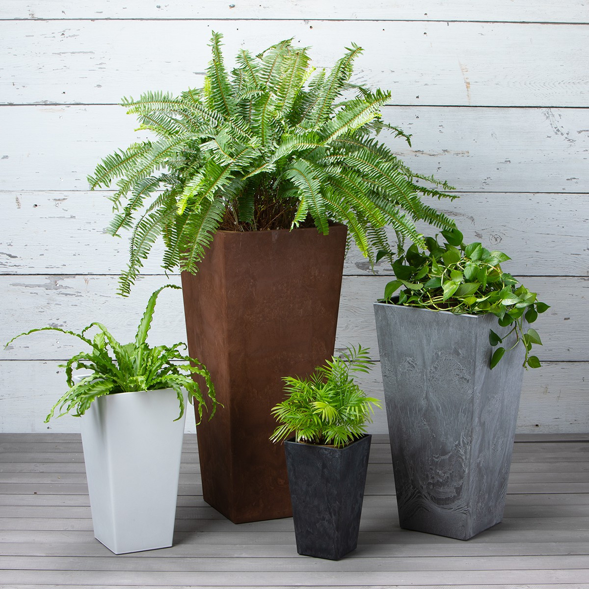 aglaonema camo stripe Aglaonema 'Stripes' is an easygoing aroid with unique foliage!