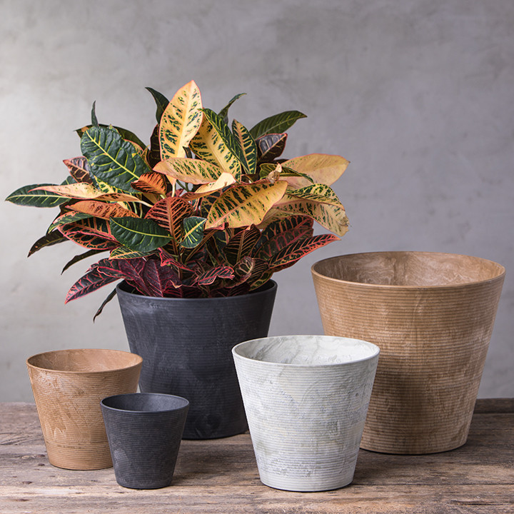 crinkle leaf plant elephant ear Aloha Elephant Ear | Tropical Container Plant